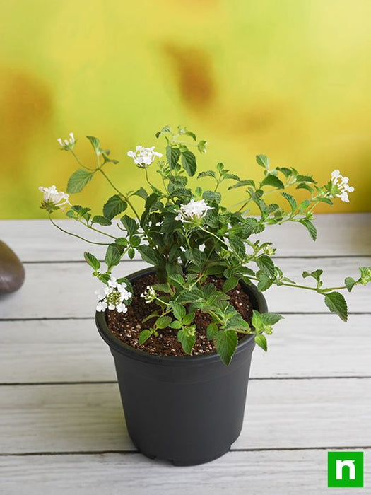 lantana camara (white) - plant