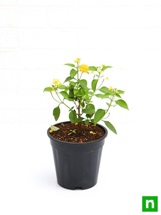 lantana camara (yellow) - plant