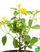 lantana camara (yellow) - plant