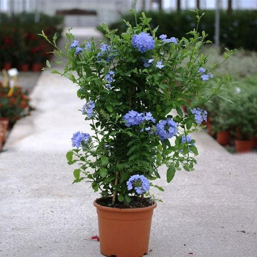 leadwort - plant