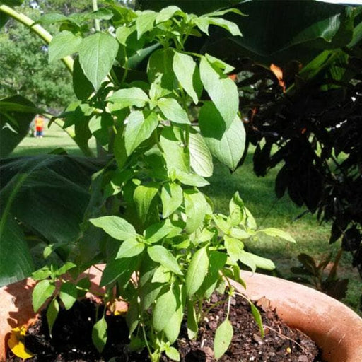 lemon basil - plant