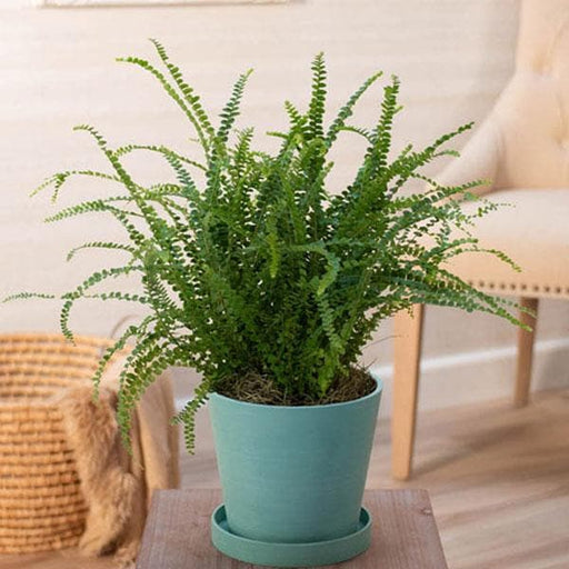 lemon button fern - plant