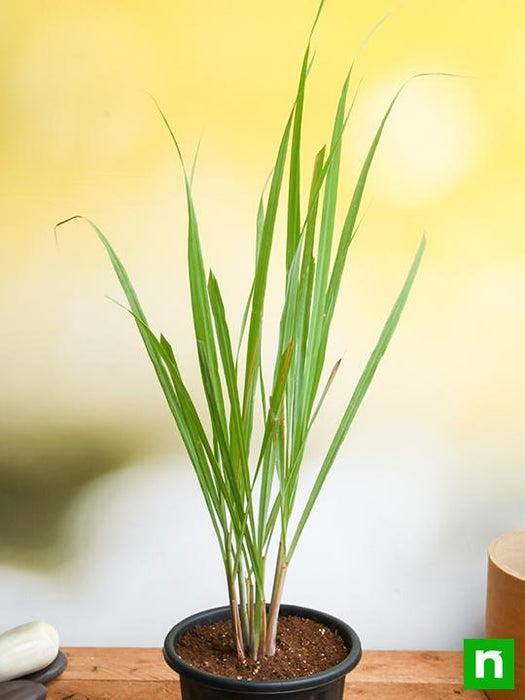 lemon grass - plant