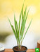 lemon grass - plant