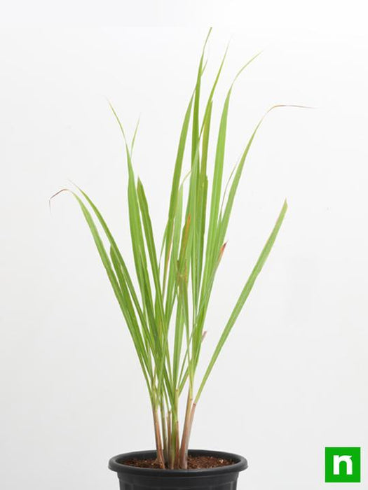 lemon grass - plant