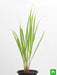 lemon grass - plant