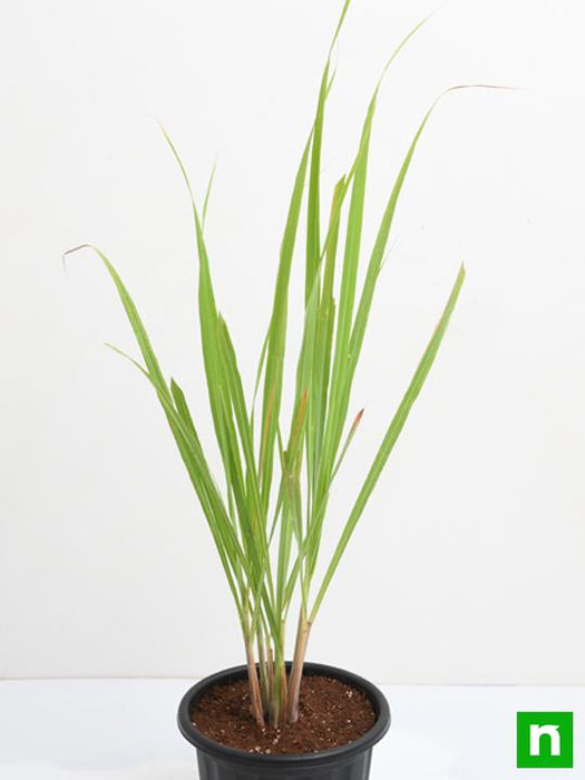 lemon grass - plant