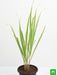 lemon grass - plant