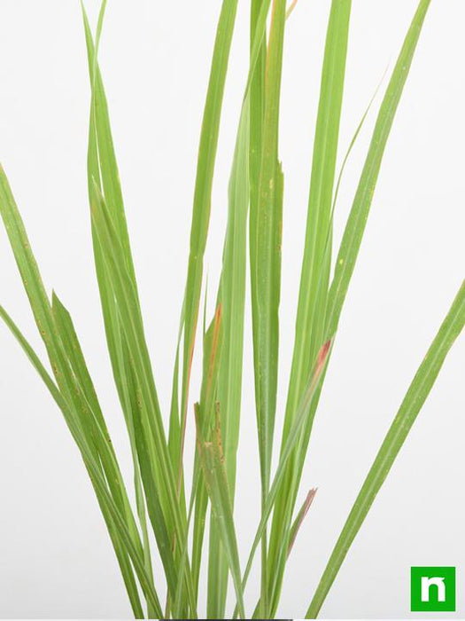 lemon grass - plant