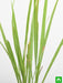 lemon grass - plant