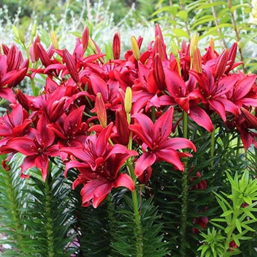 lilium blackout (red - bulbs (set of 5)