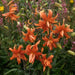 lilium lancifolium - bulbs (set of 5)