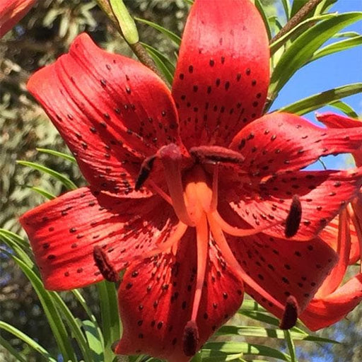 lilium lancifolium - plant