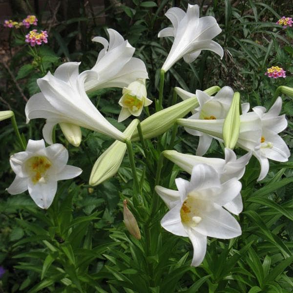 lilium longiflorum - bulbs (set of 5)