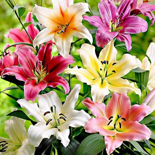 lilium (mix color) - bulbs (set of 5)