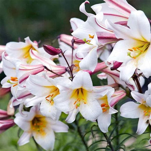 lilium regale - bulbs (set of 5)