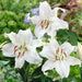 lilium - bulbs (set of 5)