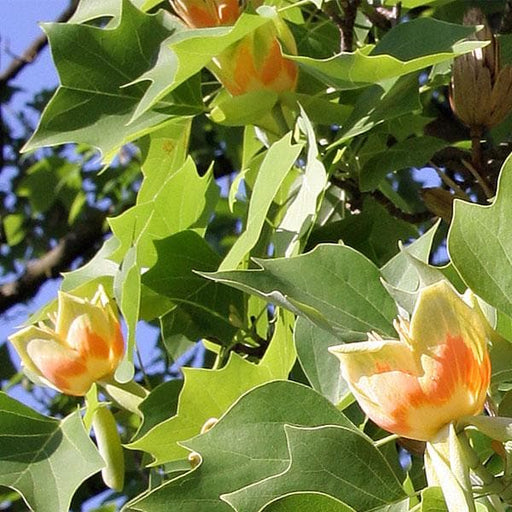 liriodendron - plant