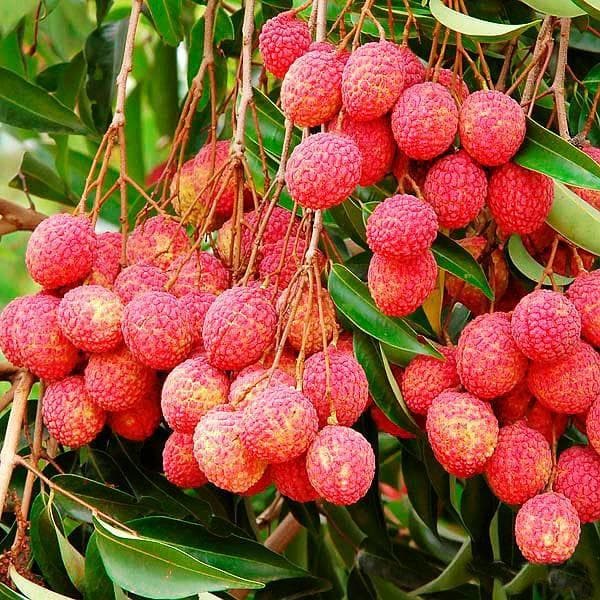 litchi tree (grown through seeds) - plant