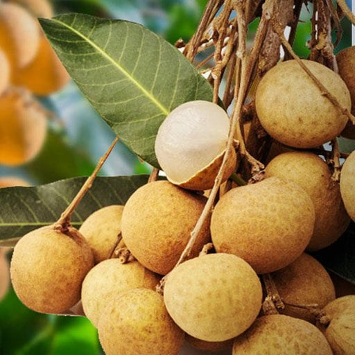 longan - plant