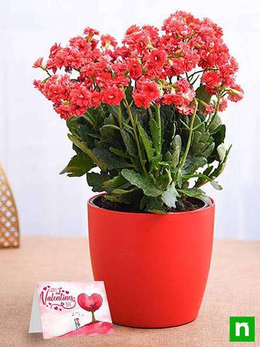 lovely kalanchoe for special one 