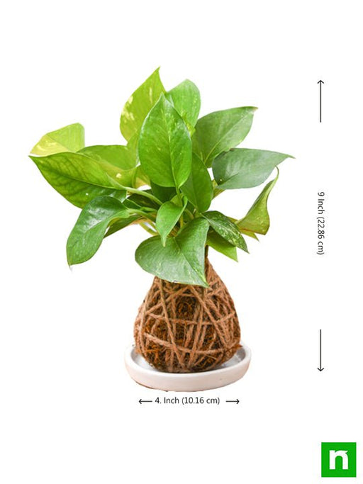 low maintenance money plant kokedama with ceramic plate 