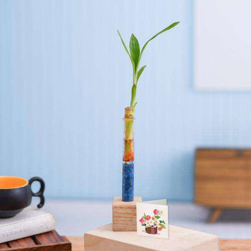 lucky bamboo stick with wooden stand - corporate gift (set of 30)