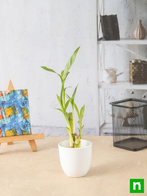 lucky bamboo sticks in a plastic pot - corporate gift (set of 30)