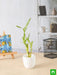 lucky bamboo sticks in a plastic pot - corporate gift (set of 30)