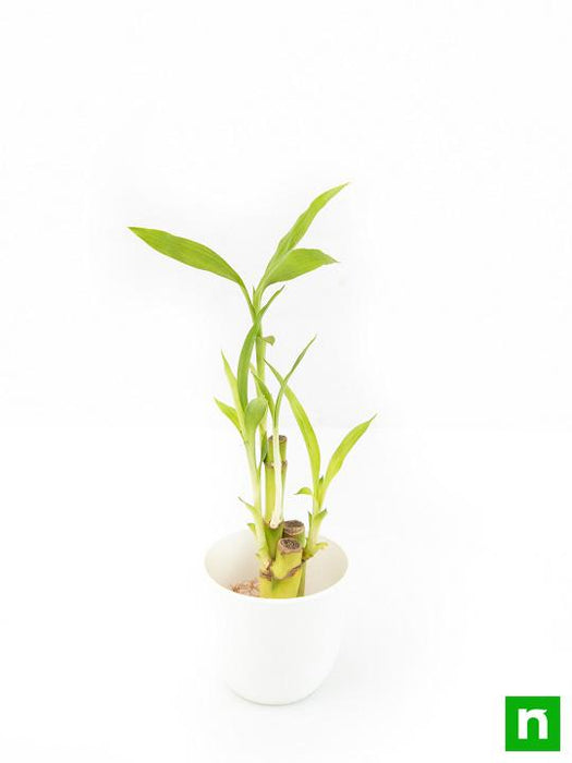 lucky bamboo sticks in a plastic pot - corporate gift (set of 30)