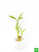 lucky bamboo sticks in a plastic pot - corporate gift (set of 30)