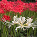 lycoris - bulbs (set of 5)