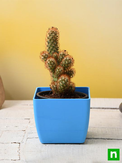 mammilaria elongata - plant