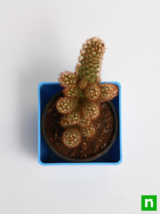 mammilaria elongata - plant