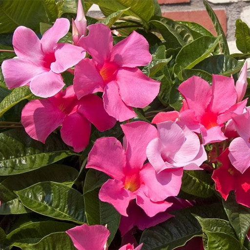 mandevilla (pink) - plant