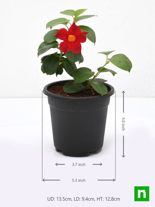 mandevilla (red) - plant