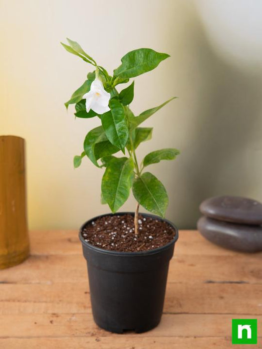 mandevilla (white) - plant