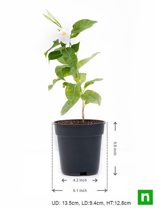 mandevilla (white) - plant