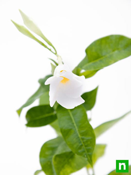 mandevilla (white) - plant