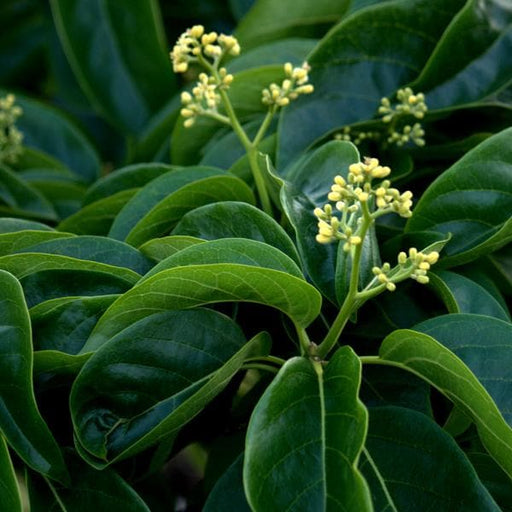 mappia foetida - plant