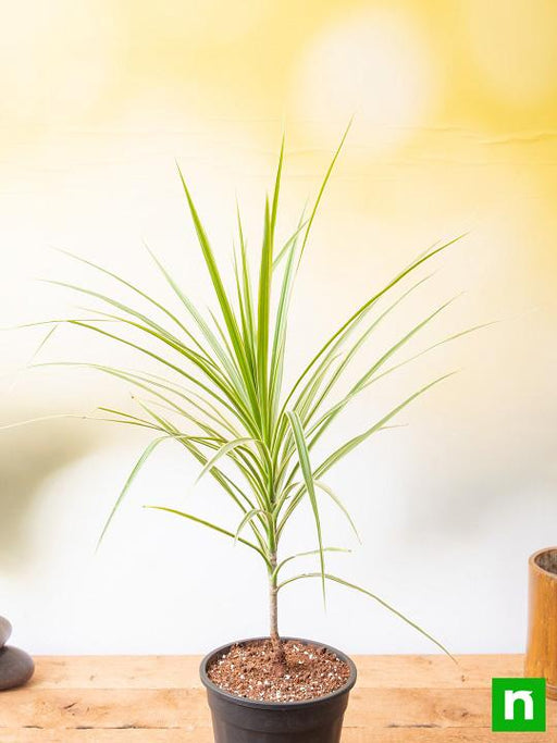 marginata (dracaena marginata) - plant