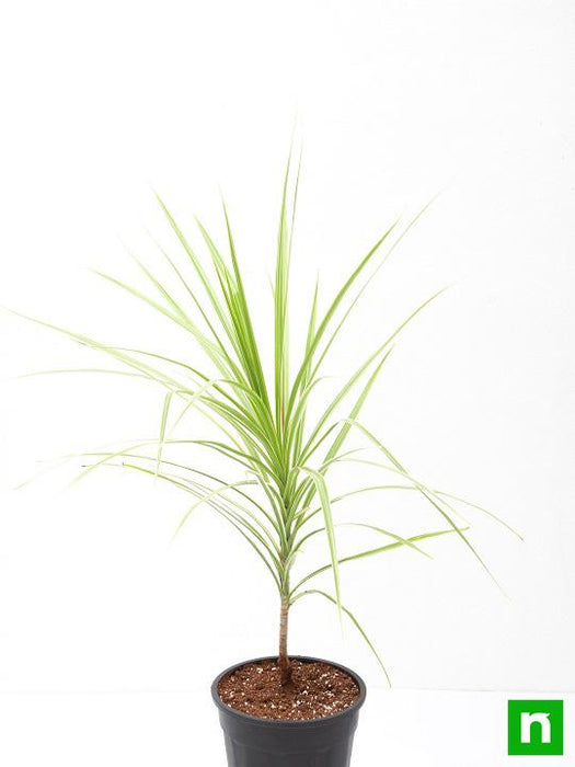 marginata (dracaena marginata) - plant