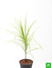 marginata (dracaena marginata) - plant