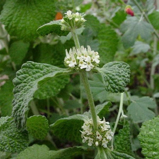 marrubium vulgare - plant