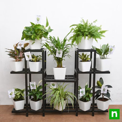 marvelous indoor plants on solid metal stand for indirect light 