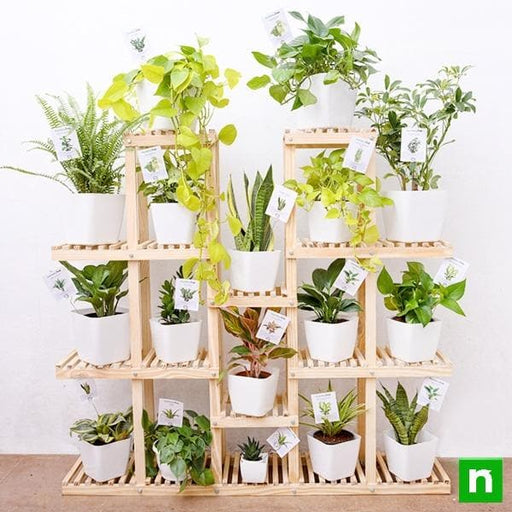 mesmerising indoor plants with wooden stand for indirect bright light space 