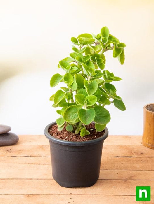 mexican mint - plant