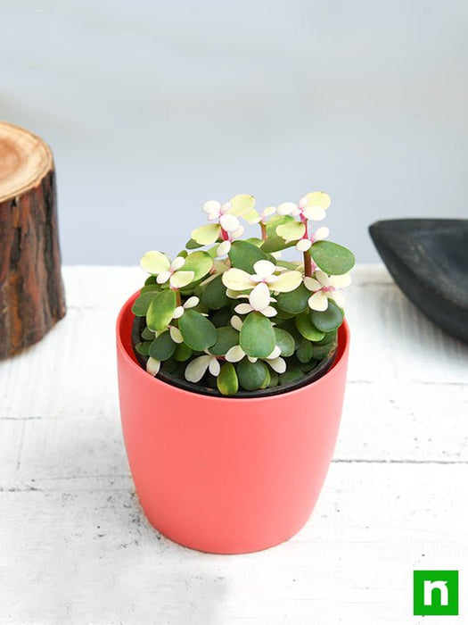 midstripe rainbow bush - plant