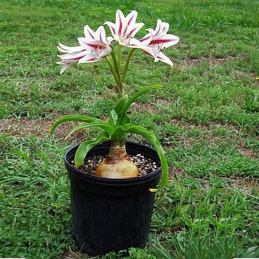 crinum - plant