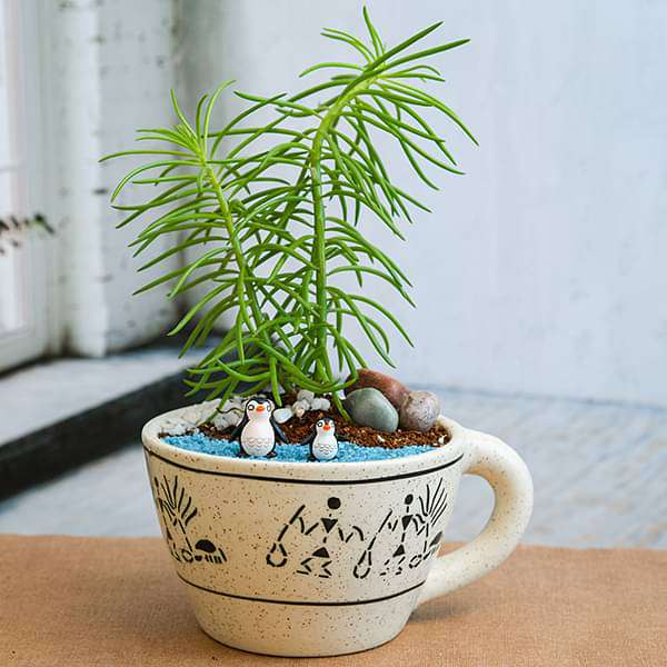 diy happy feet with senecio - miniature garden